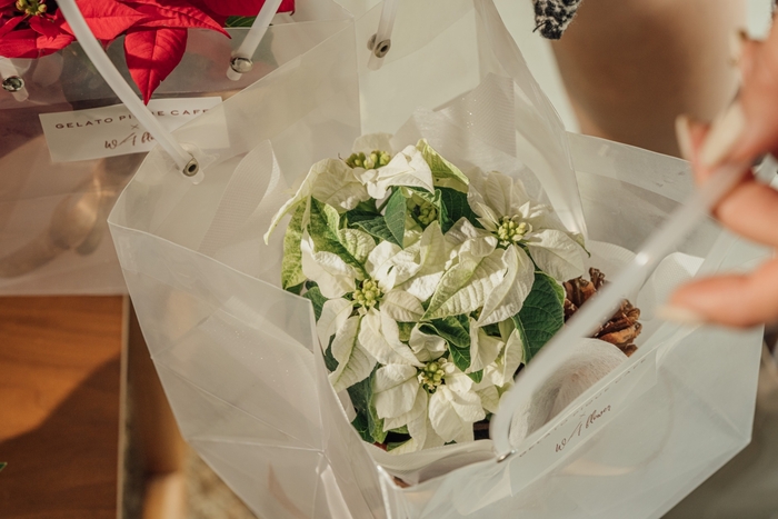 白色星辰鮮花系列